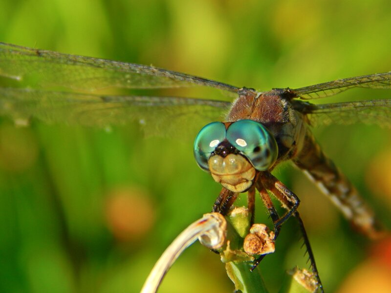 Dragonfly on Plant — Green, Natural