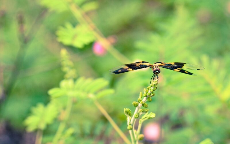 Dragonfly on Plant — Green, Serene, Afternoon