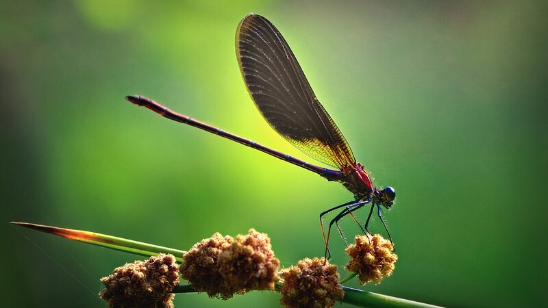 Dragonfly on Plant — Green, Serene