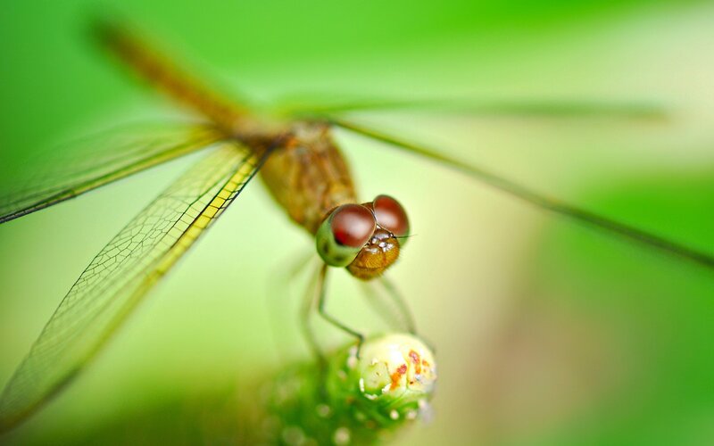 Dragonfly on Plant — Green