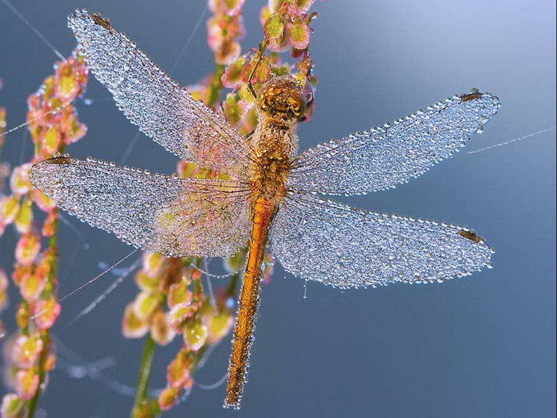 Dragonfly on Plant — Orange