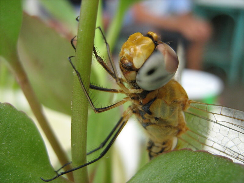 Dragonfly on Plant Stem — Green, Calm, Photograph, Plant Stem