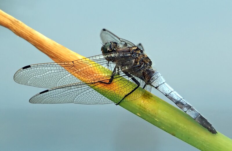 Dragonfly on Plant Stem — Green, Calm