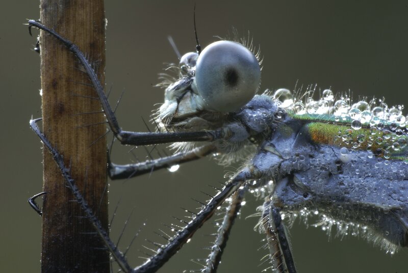 Dragonfly on Plant Stem — Green, Dramatic