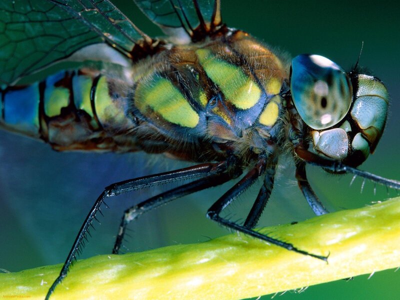 Dragonfly on Plant Stem — Green, Natural, Photograph, Plant Stem