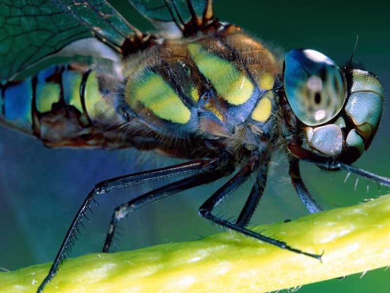 Dragonfly on Plant Stem — Green, Natural