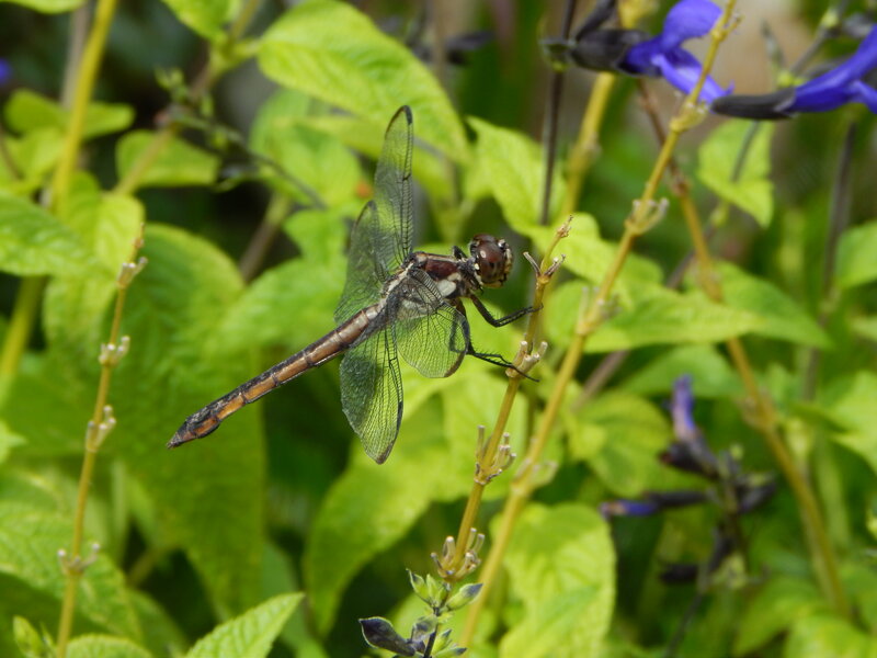 Dragonfly on Plant Stem — Green