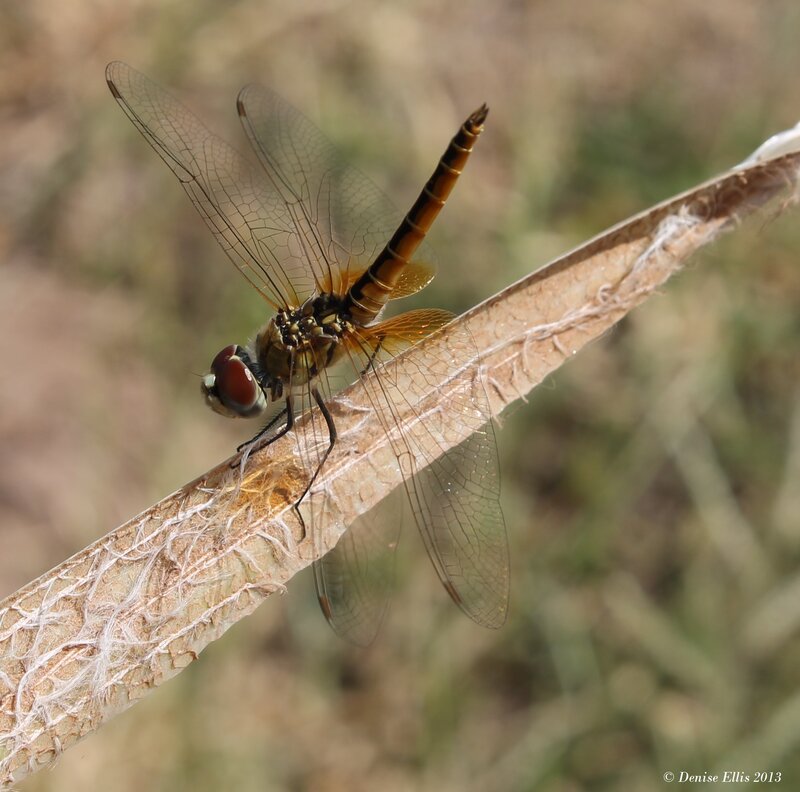 Dragonfly on Plant Stem