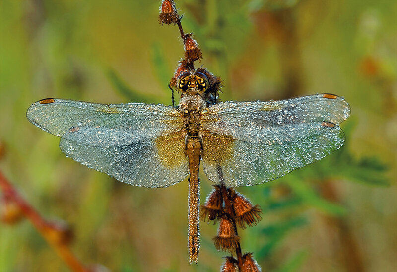Dragonfly on Plant