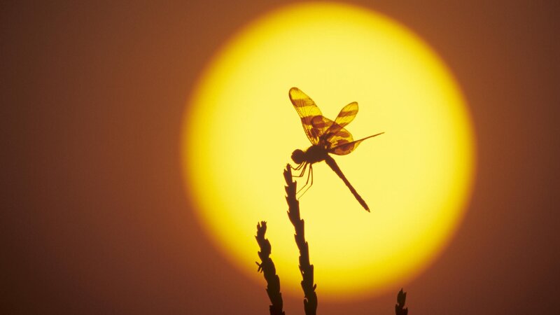 Dragonfly on Plant — Yellow, Dramatic