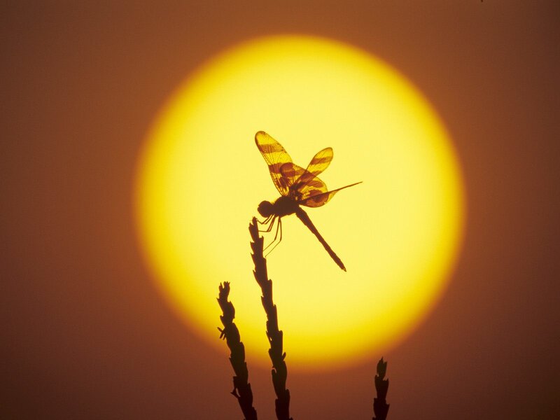 Dragonfly on Plant — Yellow