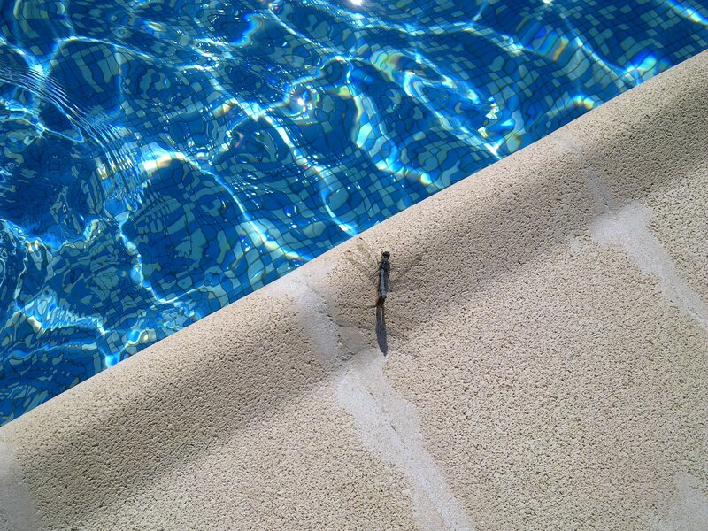 Dragonfly on Pool Edge