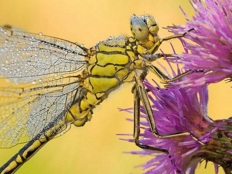 dragonfly on purple flower