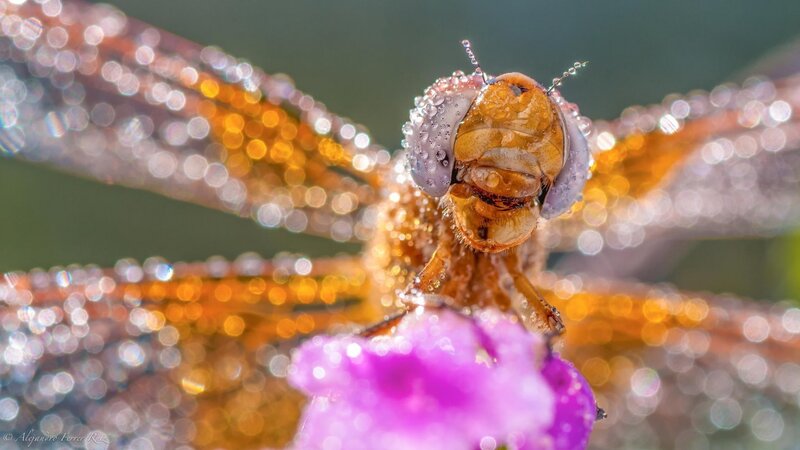 Dragonfly on Purple Flower — Calm, Morning
