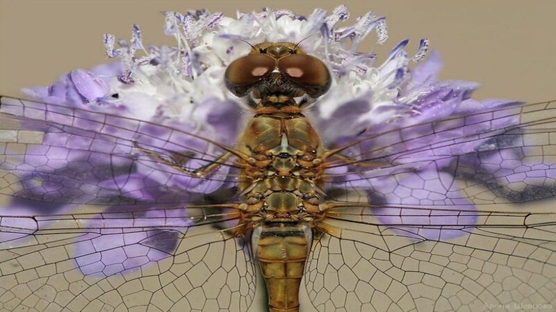 Dragonfly on Purple Flower — Calm