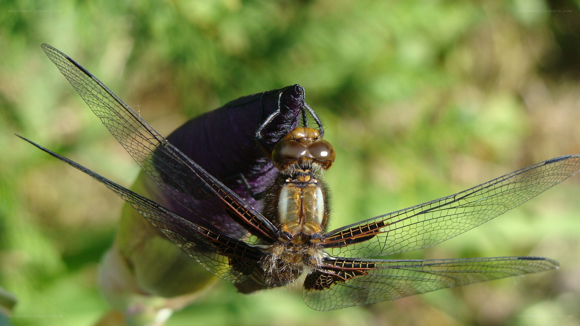 dragonfly on purple flower