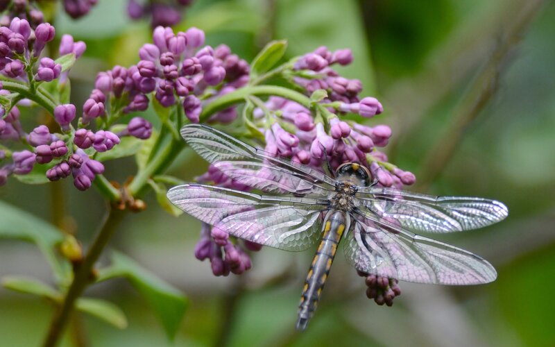 Dragonfly on Purple Flowers — Calm, Spring