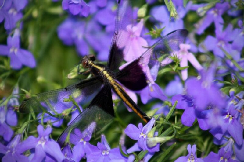 Dragonfly on Purple Flowers — Calm