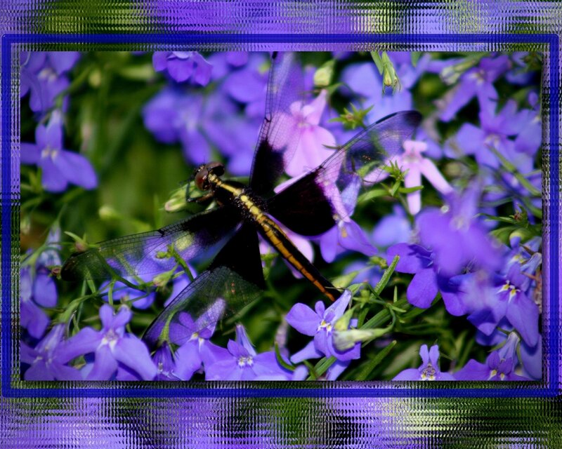 Dragonfly on purple flowers