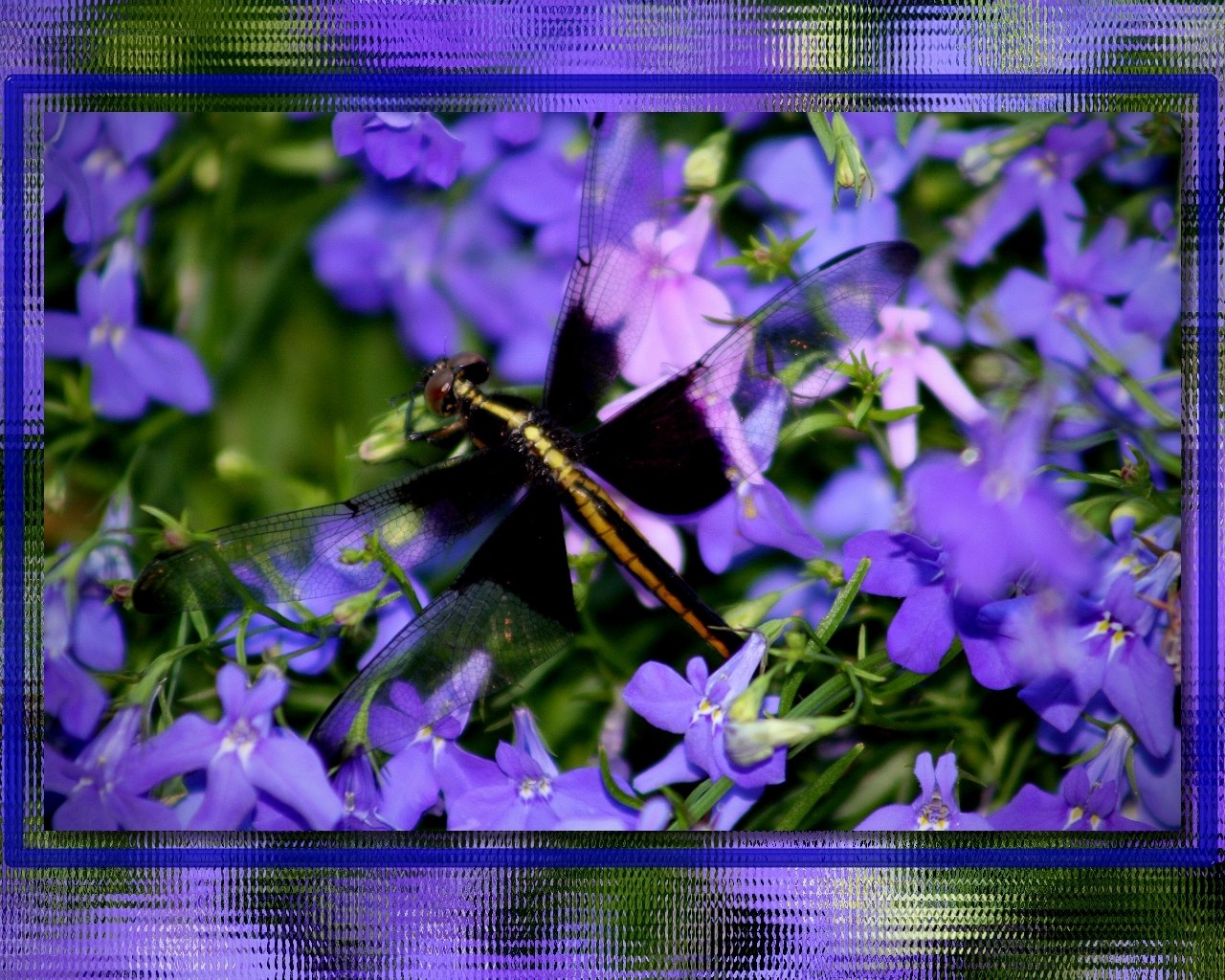 Dragonfly on purple flowers