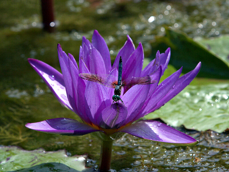 Dragonfly on Purple Lotus
