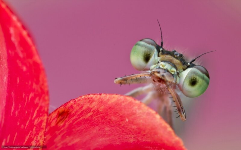 Dragonfly on Red Petal — Close-up
