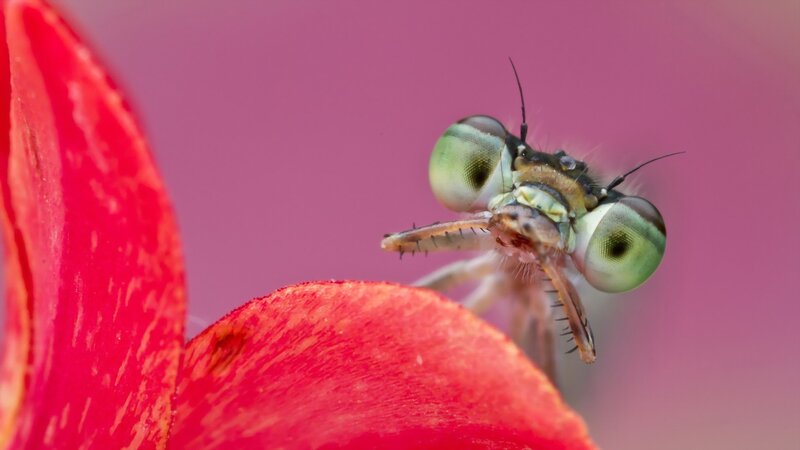 Dragonfly on Red Petal