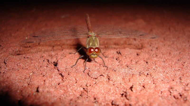 dragonfly on red surface