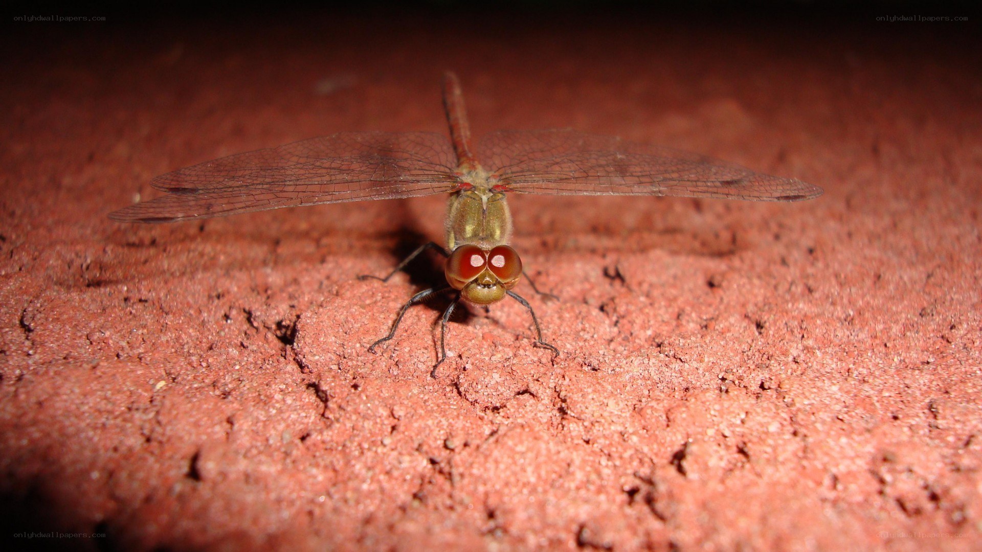 dragonfly on red surface