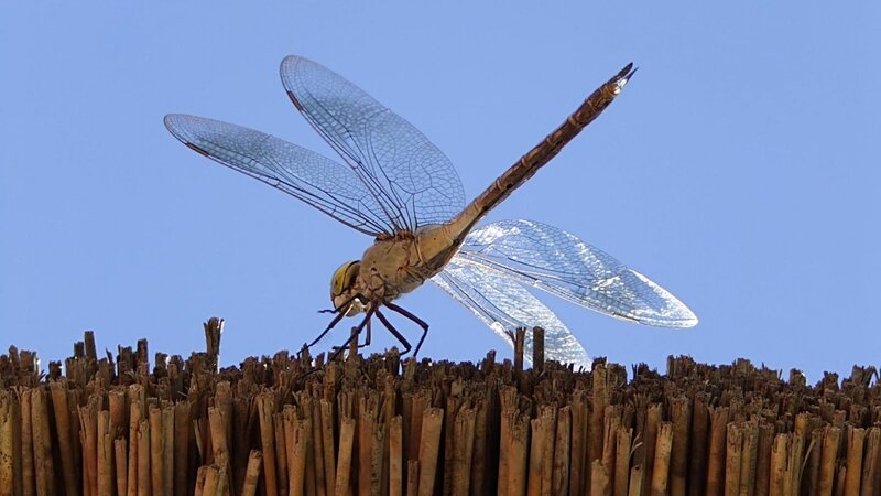 Dragonfly on Reed — Blue