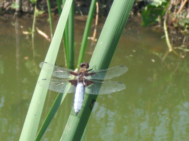 Dragonfly on Reed