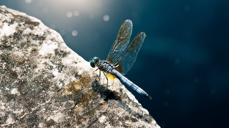 Dragonfly on Rock — Blue, Serene, Afternoon