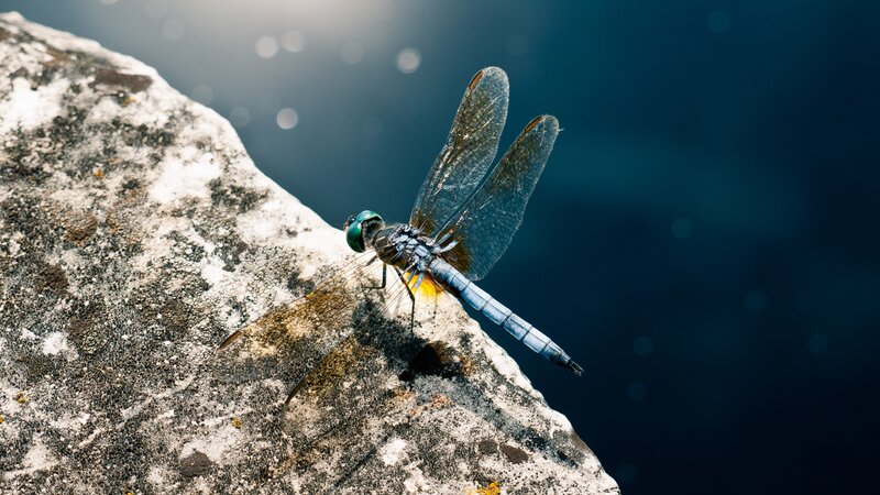 Dragonfly on Rock — Blue, Serene, Photograph