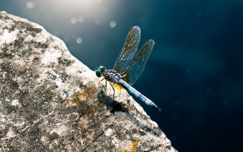 Dragonfly on Rock — Blue, Serene