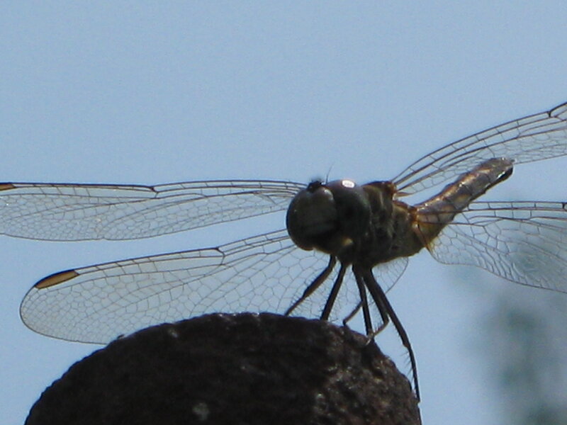 Dragonfly on Rock — Blue