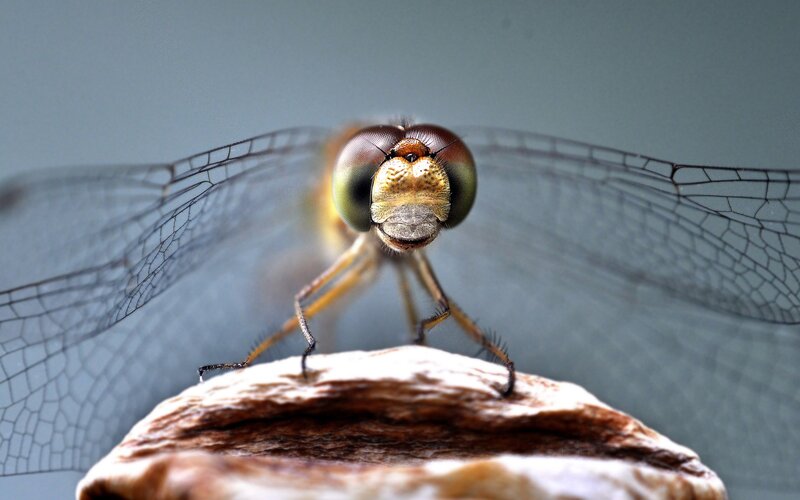 Dragonfly on Rock — Brown
