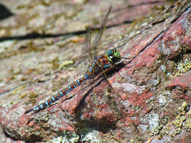 Dragonfly on Rock