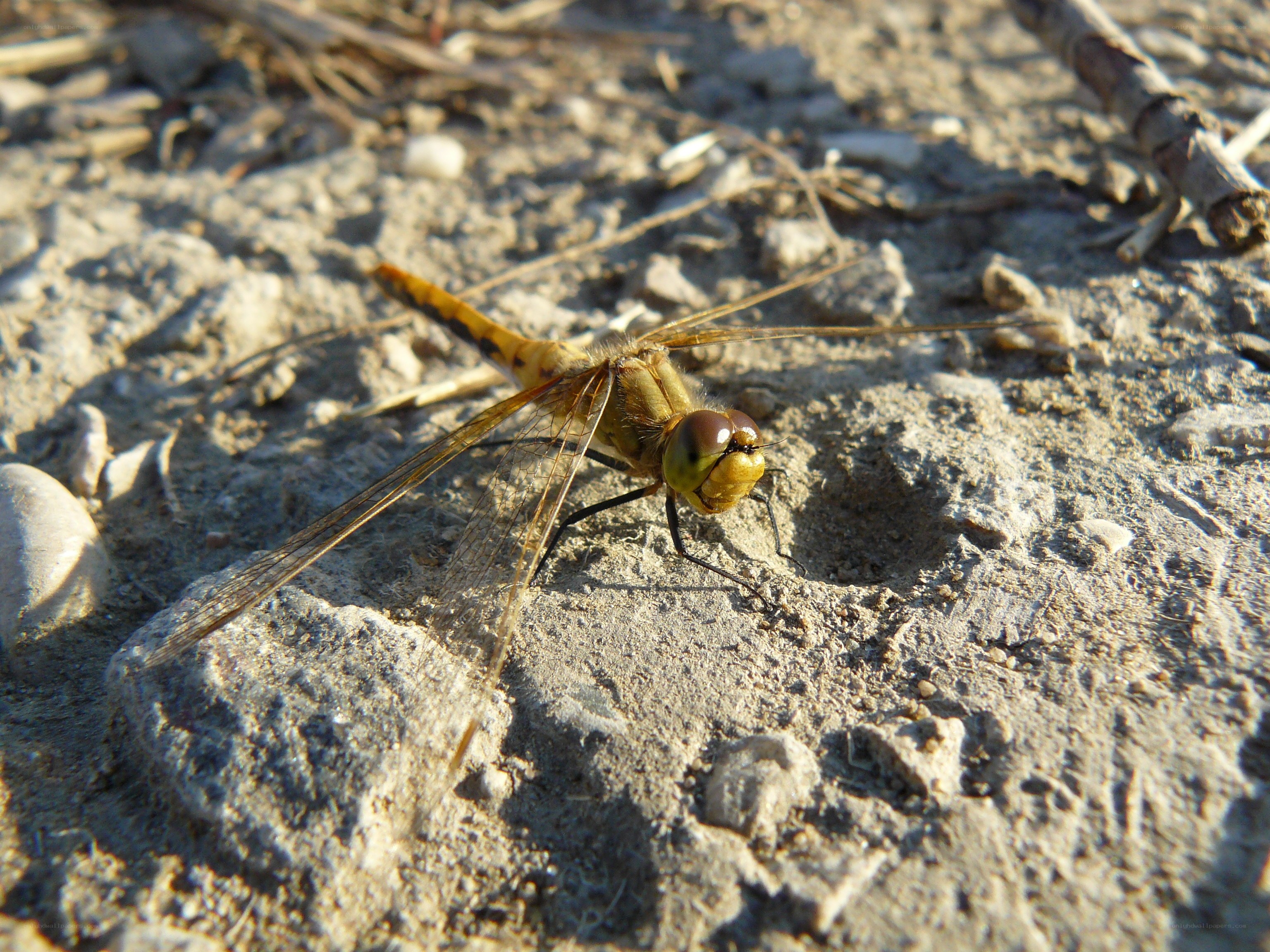 dragonfly on rocky ground