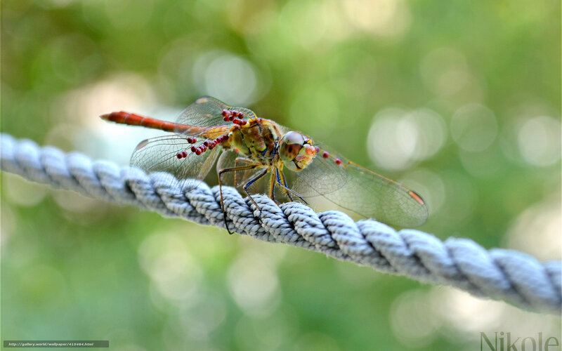 Dragonfly on Rope — Green, Serene