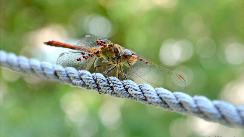 Dragonfly on Rope — Green