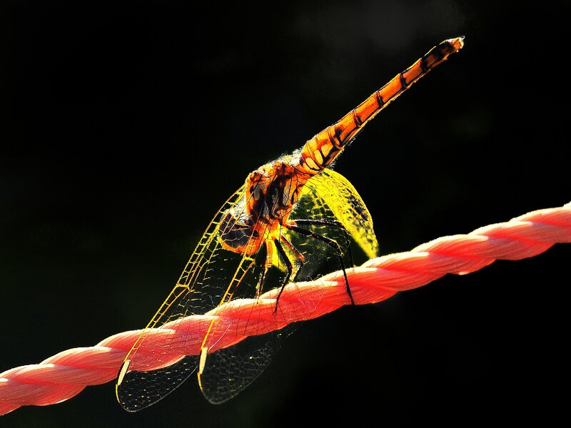 Dragonfly on Rope