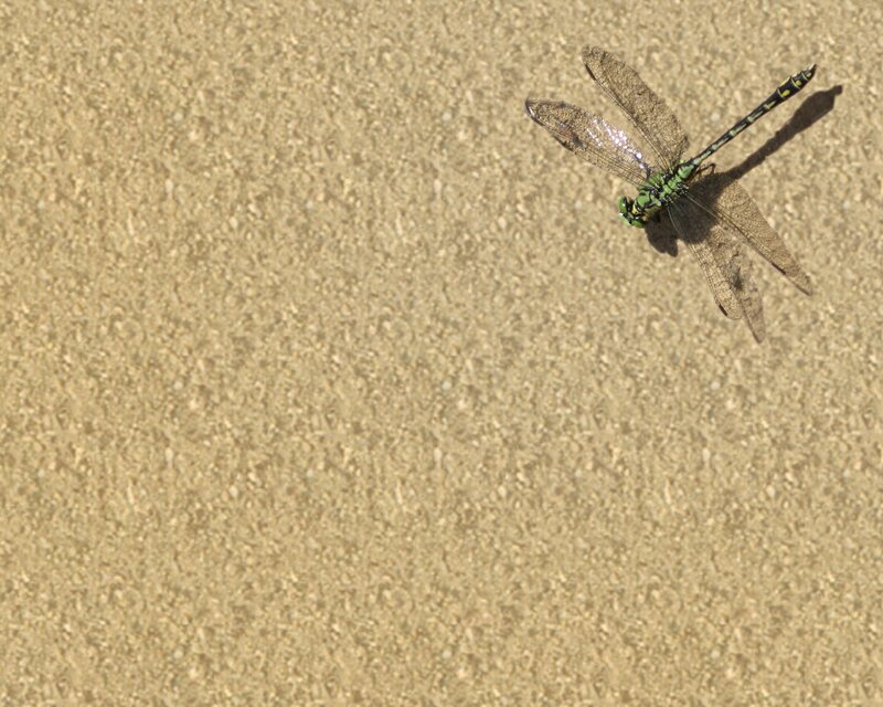dragonfly on sandy surface