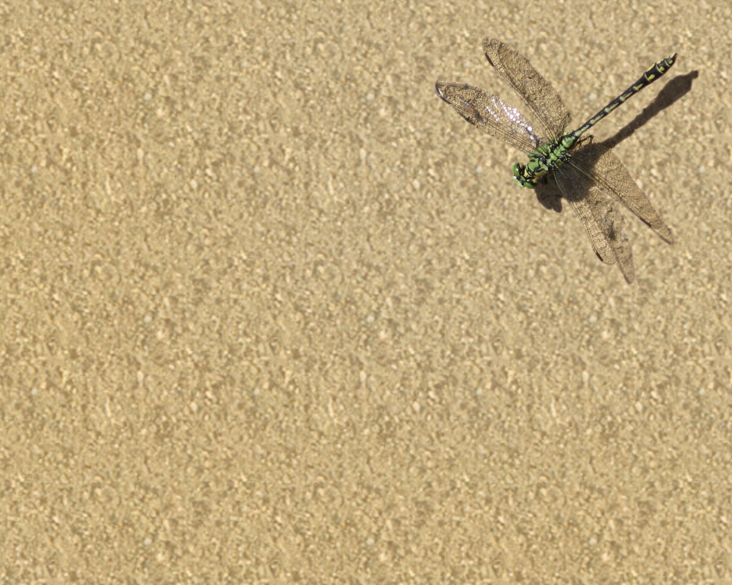 dragonfly on sandy surface
