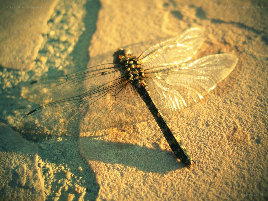 dragonfly on sandy surface