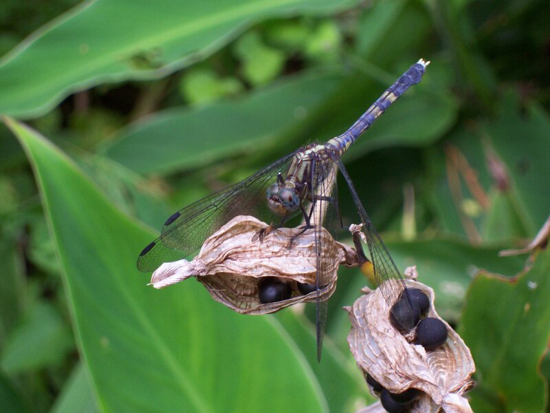 Dragonfly on Seed Pod