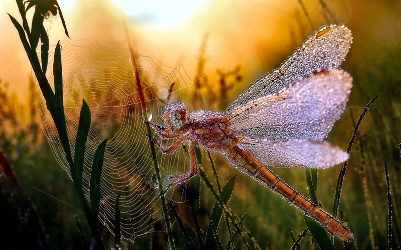 Dragonfly on Spiderweb