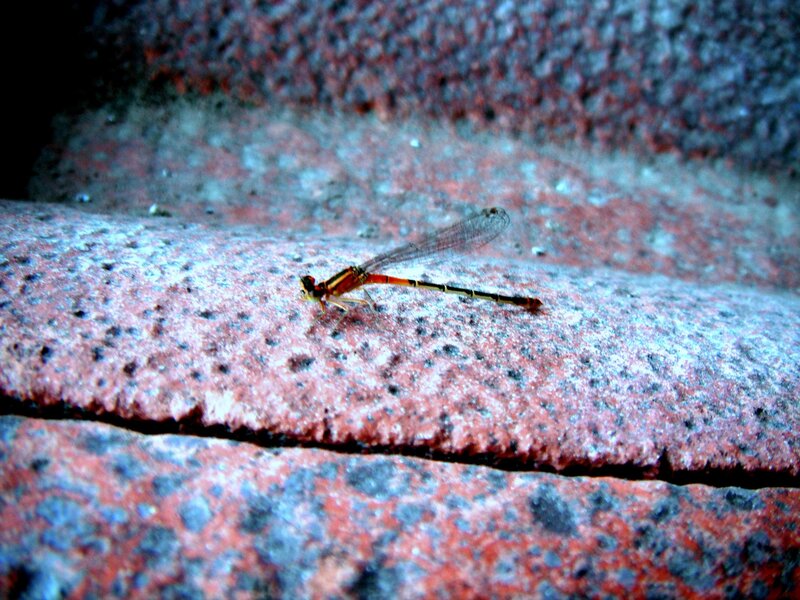 dragonfly on stone surface