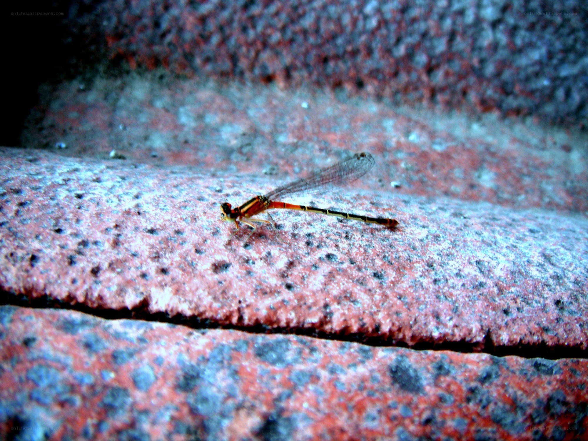 dragonfly on stone surface