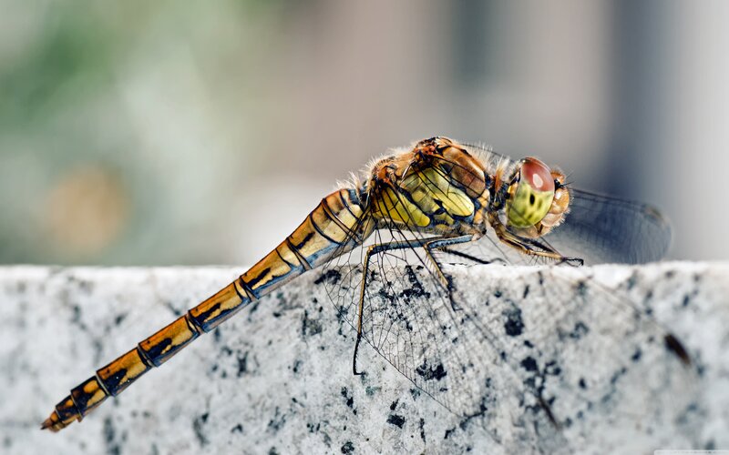 Dragonfly on Stone