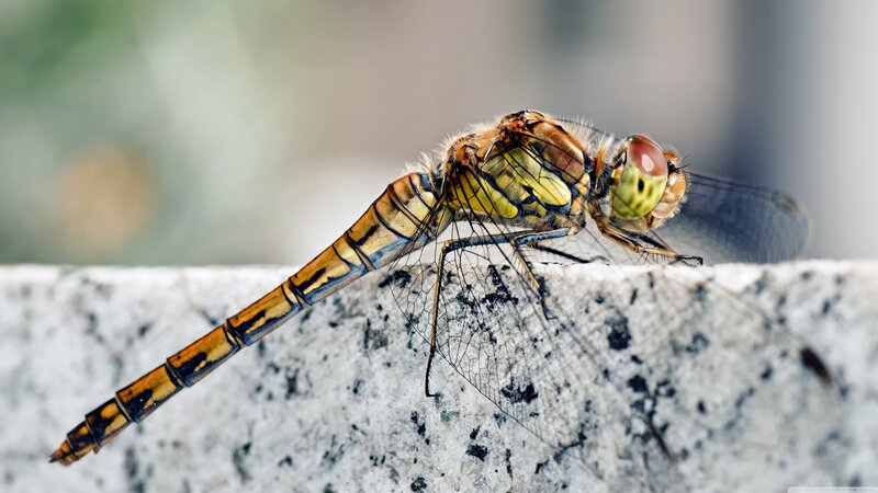 Dragonfly on Stone — Yellow